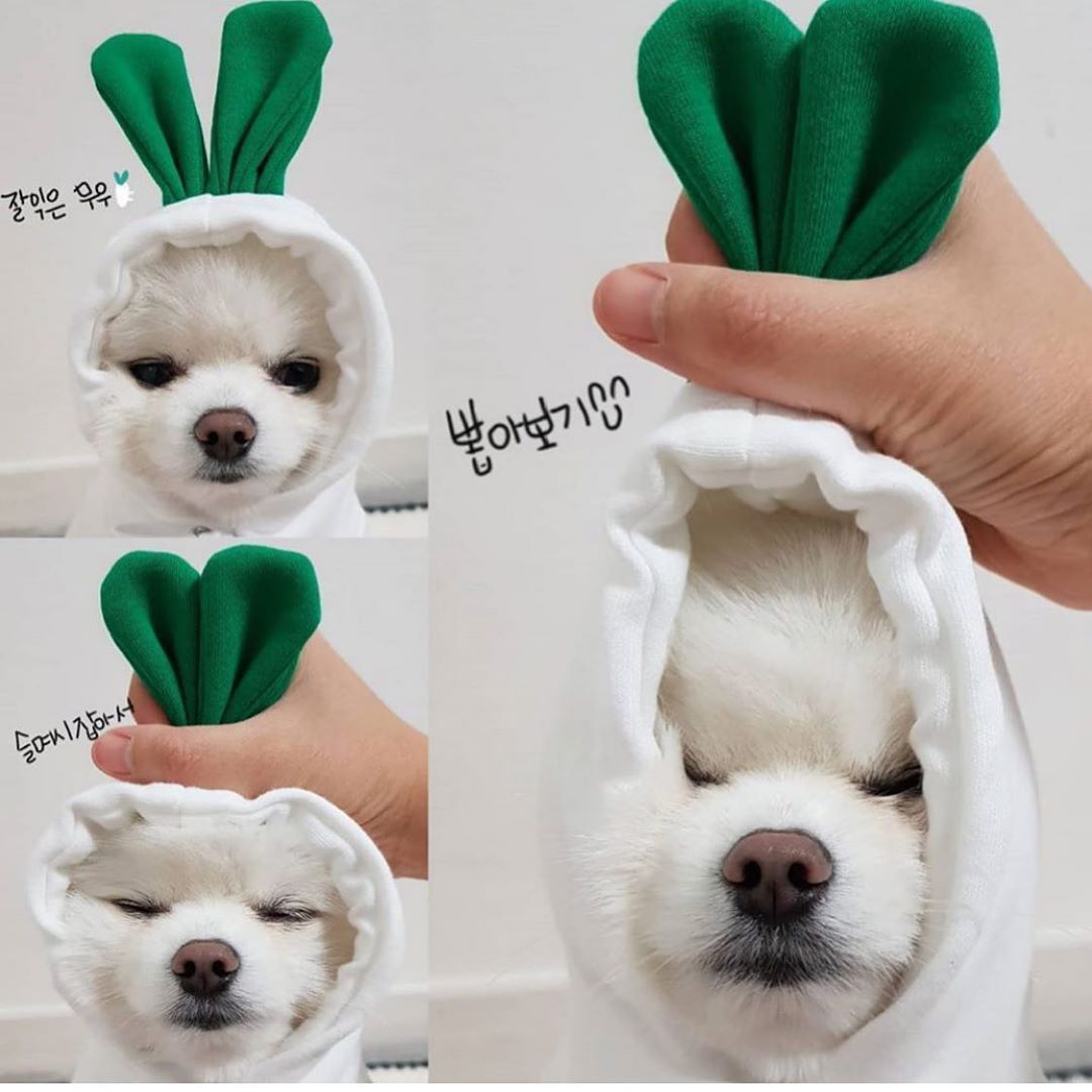 Cute Fruit Dog Hoodie – Warm Fleece Outfit for Small Pets - BarkandMeow