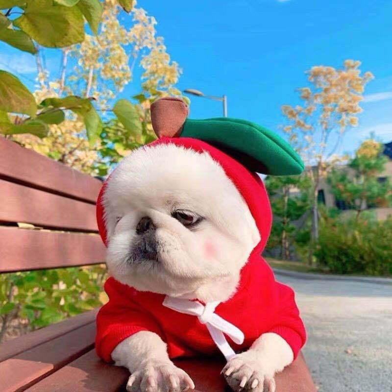 Cute Fruit Dog Hoodie – Warm Fleece Outfit for Small Pets - BarkandMeow