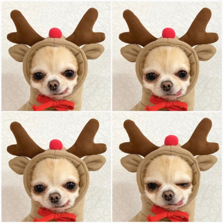 Cute Fruit Dog Hoodie – Warm Fleece Outfit for Small Pets - BarkandMeow