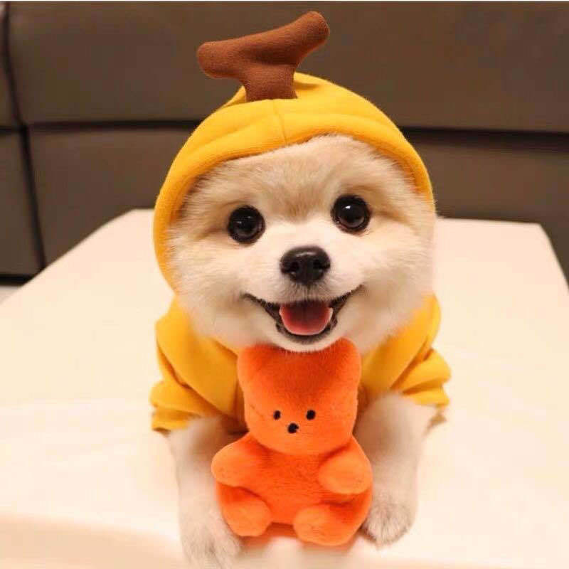 Cute Fruit Dog Hoodie – Warm Fleece Outfit for Small Pets - BarkandMeow