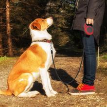 Pet Automatic Telescopic Traction Rope - BarkandMeow
